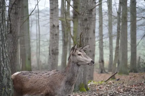 Deer 4K Wallpaper · animals · 3840×2560