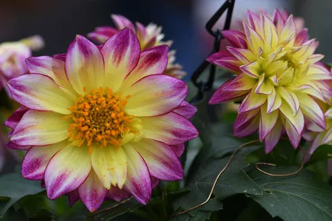 大麗花 4K桌布 · flowers · 3840×2560