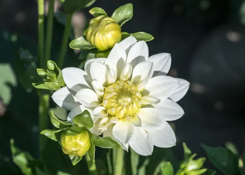 Fondo de pantalla Dalia 4K · flowers · 3840×2743
