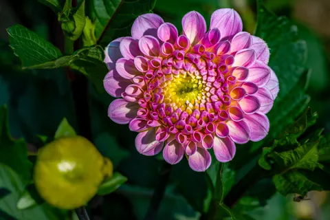 大麗花 4K桌布 · flowers · 3840×2560