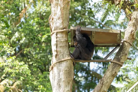 गोरिल्ला 4K वॉलपेपर · animals · 3840×2560
