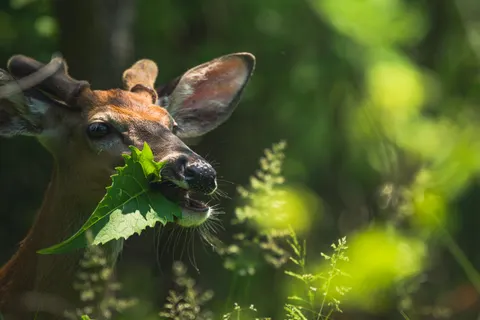 Deer 4K Wallpaper · animals · 3840×2563