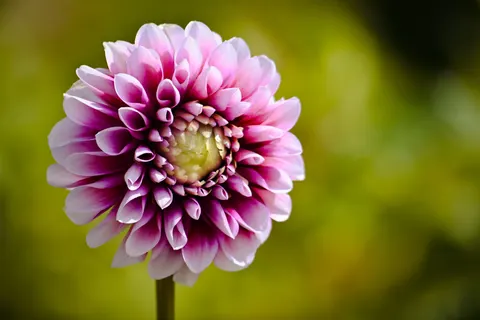 大麗花 4K桌布 · flowers · 3840×2560
