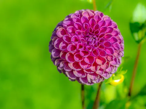 大麗花 4K桌布 · flowers · 3840×2880