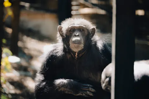 Wallpaper Gorila 4K · animals · 3840×2561