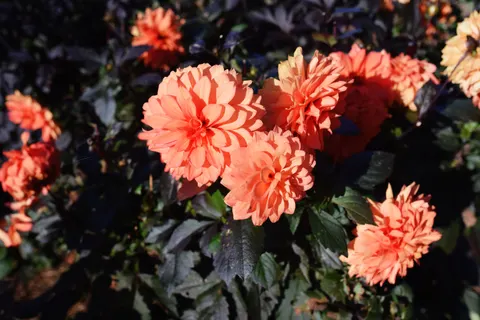 Fondo de pantalla Dalia 4K · flowers · 3840×2560