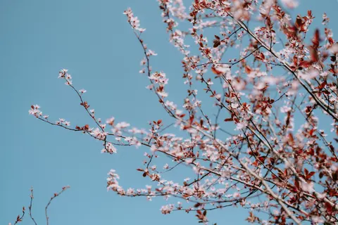 櫻花 4K桌布 · nature · 3840×2560