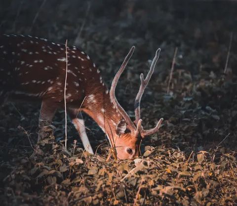 Fondo de pantalla Ciervo 4K · animals · 3840×3353