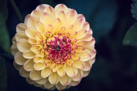 Fondo de pantalla Dalia 4K · flowers · 3840×2560