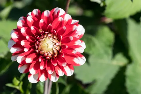 Fondo de pantalla Dalia 4K · flowers · 3840×2560