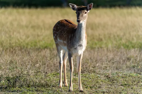 Hirsch 4K Hintergrundbild · animals · 3840×2560