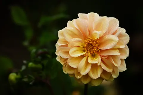Wallpaper Bunga Dahlia 4K · flowers · 3840×2560