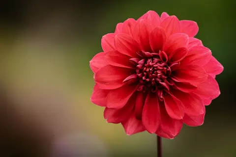 달리아 4K 배경화면 · flowers · 3840×2560
