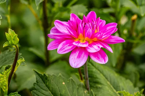 डेहलिया 4K वॉलपेपर · flowers · 3840×2560