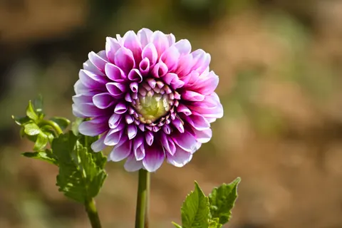 डेहलिया 4K वॉलपेपर · flowers · 3840×2560