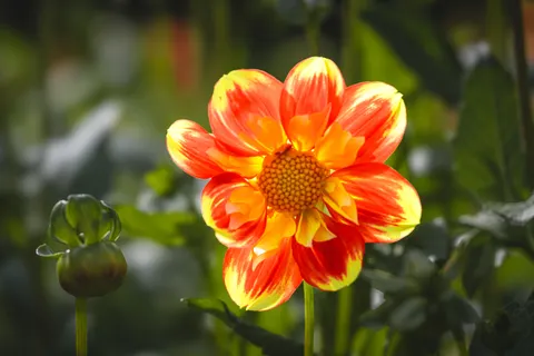 डेहलिया 4K वॉलपेपर · flowers · 3840×2560