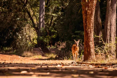 Fondo de pantalla Ciervo 4K · animals · 3840×2560