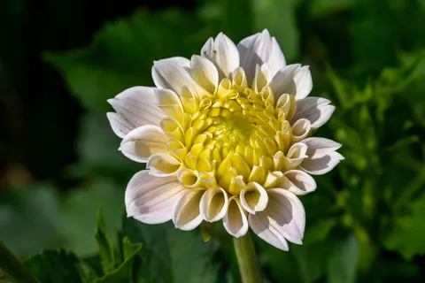 डेहलिया 4K वॉलपेपर · flowers · 3840×2560