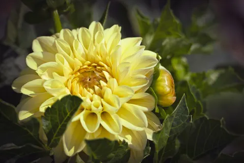 大麗花 4K桌布 · flowers · 3840×2560