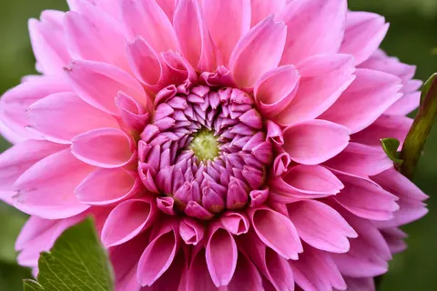 डेहलिया 4K वॉलपेपर · flowers · 3840×2560