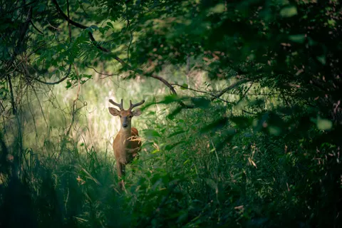 사슴 4K 배경화면 · animals · 3840×2560