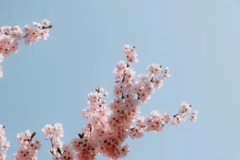 Kersenbloesem 4K-achtergrond · nature · 3840×2560