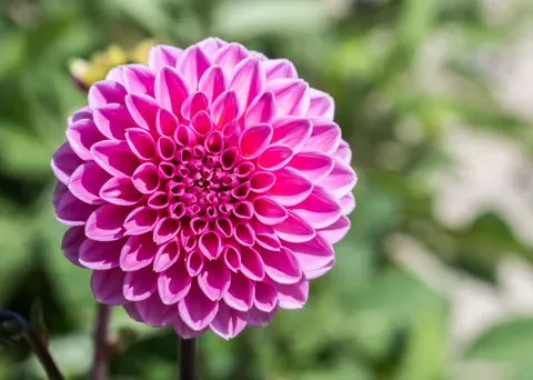 Fondo de pantalla Dalia 4K · flowers · 3840×2743