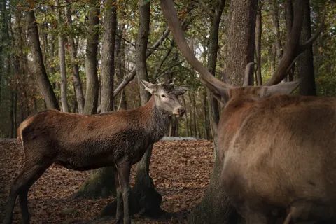 사슴 4K 배경화면 · animals · 3840×2560