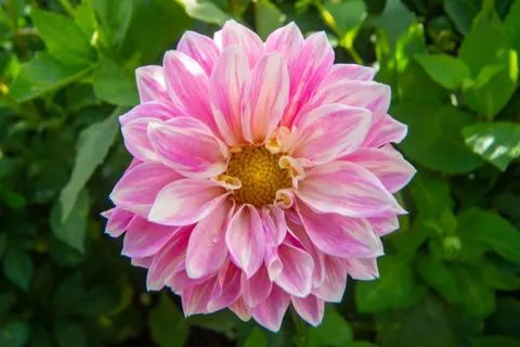 Dahlia 4K Wallpaper · flowers · 3840×2560