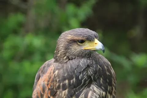 Hawk 4K Wallpaper · animals · 3840×2560