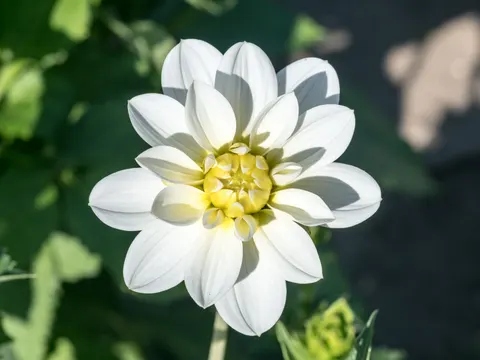 Dahlia 4K Wallpaper · flowers · 3840×2880