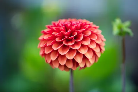 Dahlia 4K Wallpaper · flowers · 3840×2560