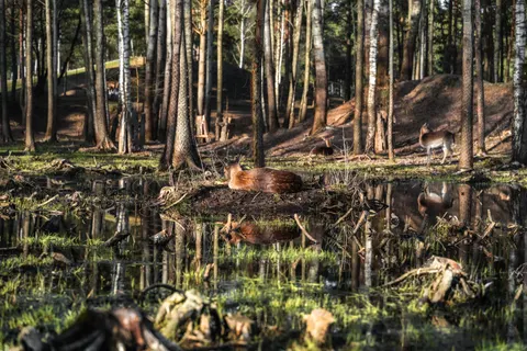 Fondo de pantalla Ciervo 4K · animals · 3840×2560