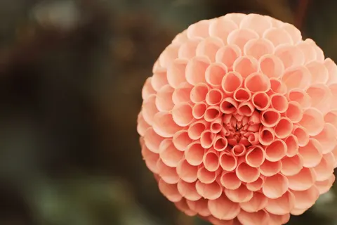 Fondo de pantalla Dalia 4K · flowers · 3840×2560