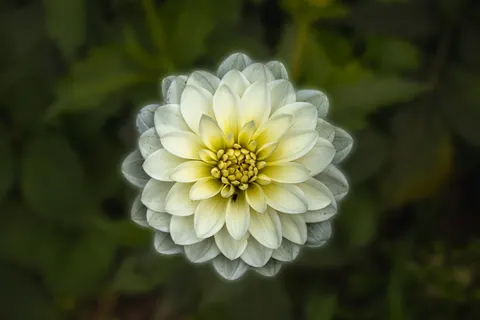 Dahlia 4K Wallpaper · flowers · 3840×2560
