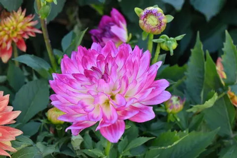 डेहलिया 4K वॉलपेपर · flowers · 3840×2563