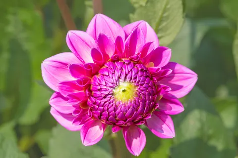 डेहलिया 4K वॉलपेपर · flowers · 3840×2560