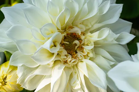डेहलिया 4K वॉलपेपर · flowers · 3840×2560