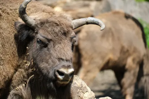 Sfondo Bisonte 4K · animals · 3840×2560
