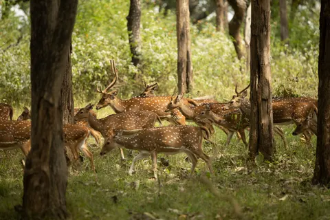 Fond d'écran Cerf 4K · animals · 3840×2560