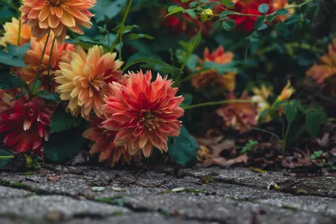 Fondo de pantalla Dalia 4K · flowers · 3840×2563