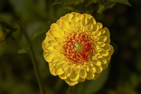 डेहलिया 4K वॉलपेपर · flowers · 3840×2560