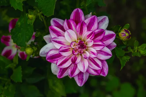 Dahlia 4K Wallpaper · flowers · 3840×2560