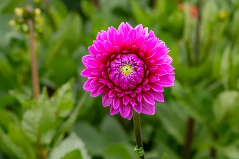 Dahlia 4K Wallpaper · flowers · 3840×2560