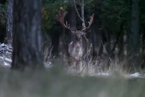 Hirsch 4K Hintergrundbild · animals · 3840×2561