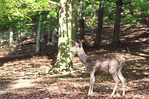 Hirsch 4K Hintergrundbild · animals · 3840×2560