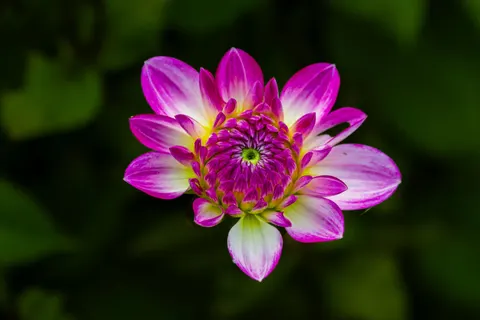 Wallpaper Bunga Dahlia 4K · flowers · 3840×2560