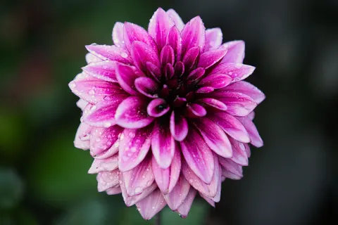 Wallpaper Bunga Dahlia 4K · flowers · 3840×2560