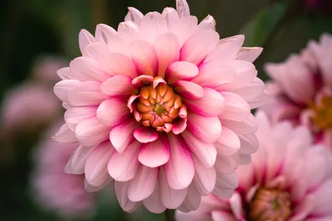 डेहलिया 4K वॉलपेपर · flowers · 3840×2561