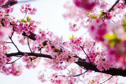 Sfondo Fiori di Ciliegio 4K · nature · 3840×2560